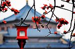 木棉花