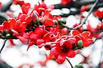 木棉花