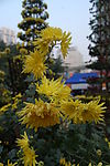 菊花黄时艳阳秋