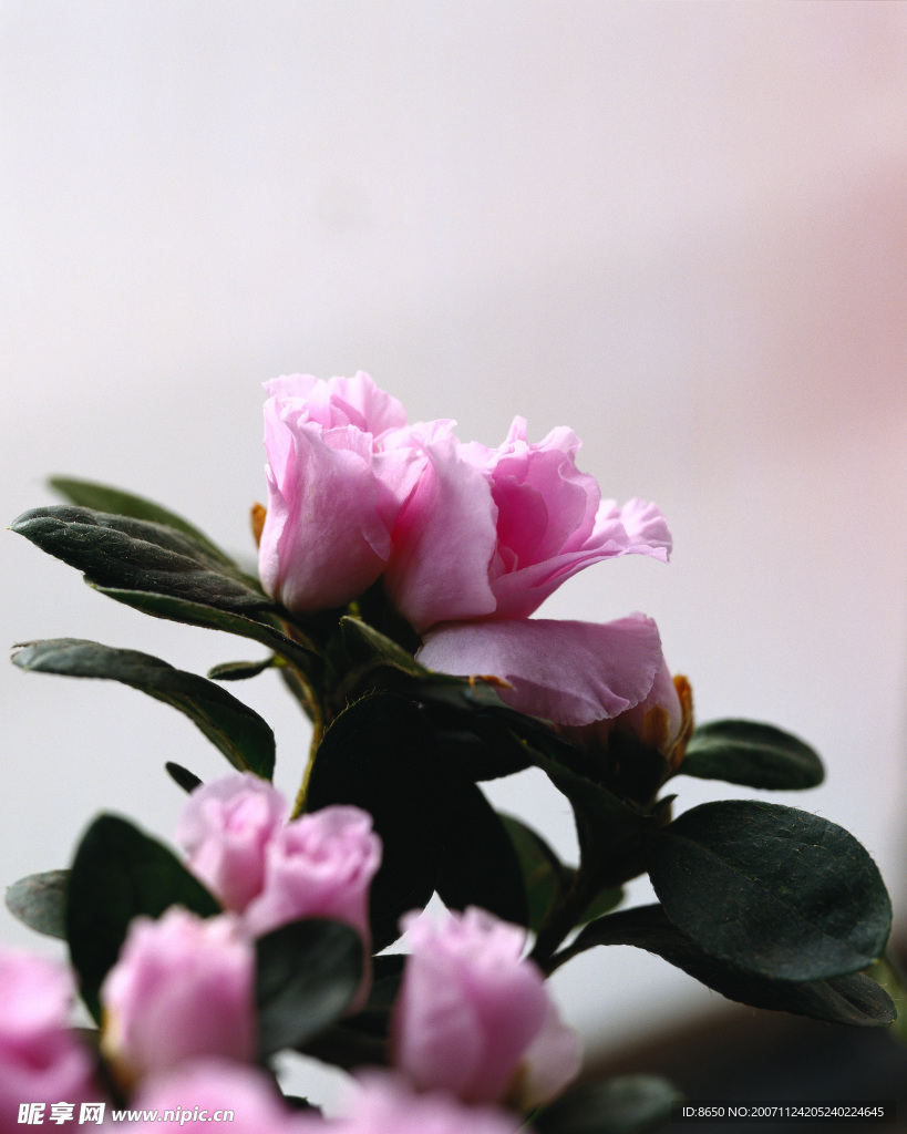 鲜花014