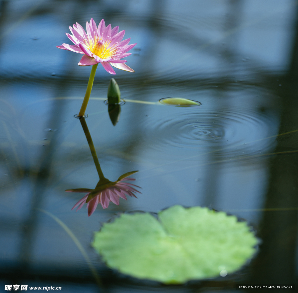 荷花1