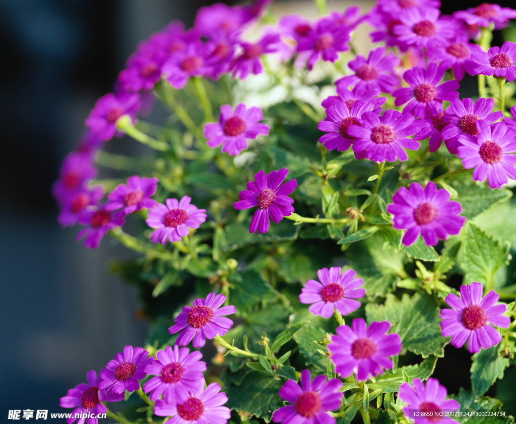 鲜花2