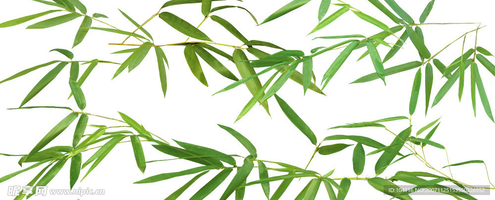 高清分层竹叶(老牛爱吃嫩草上传)