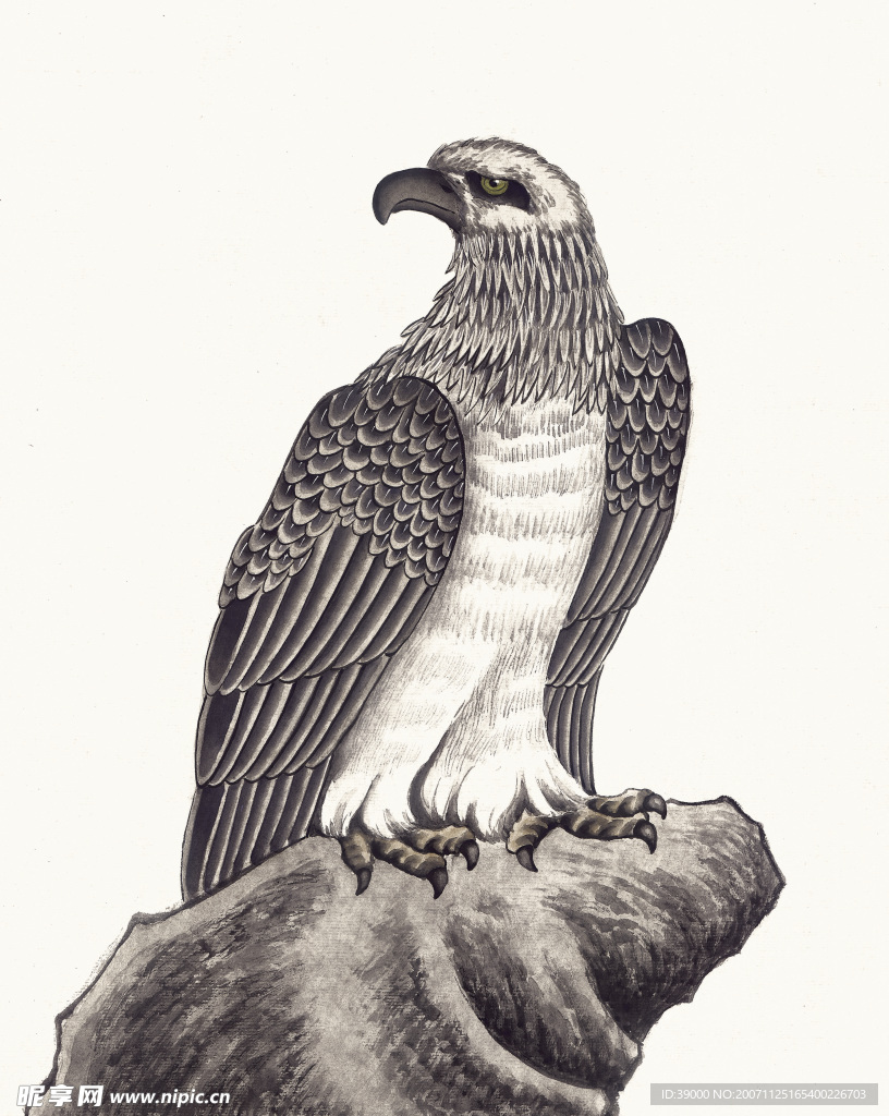 国画系列—飞禽走兽