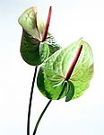 精品花卉系列-鲜花朵朵