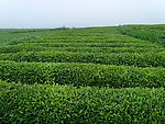 茶景