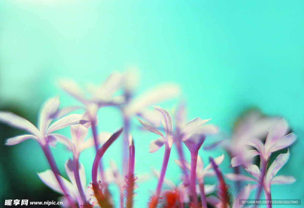 百花争艳