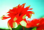 百花争艳