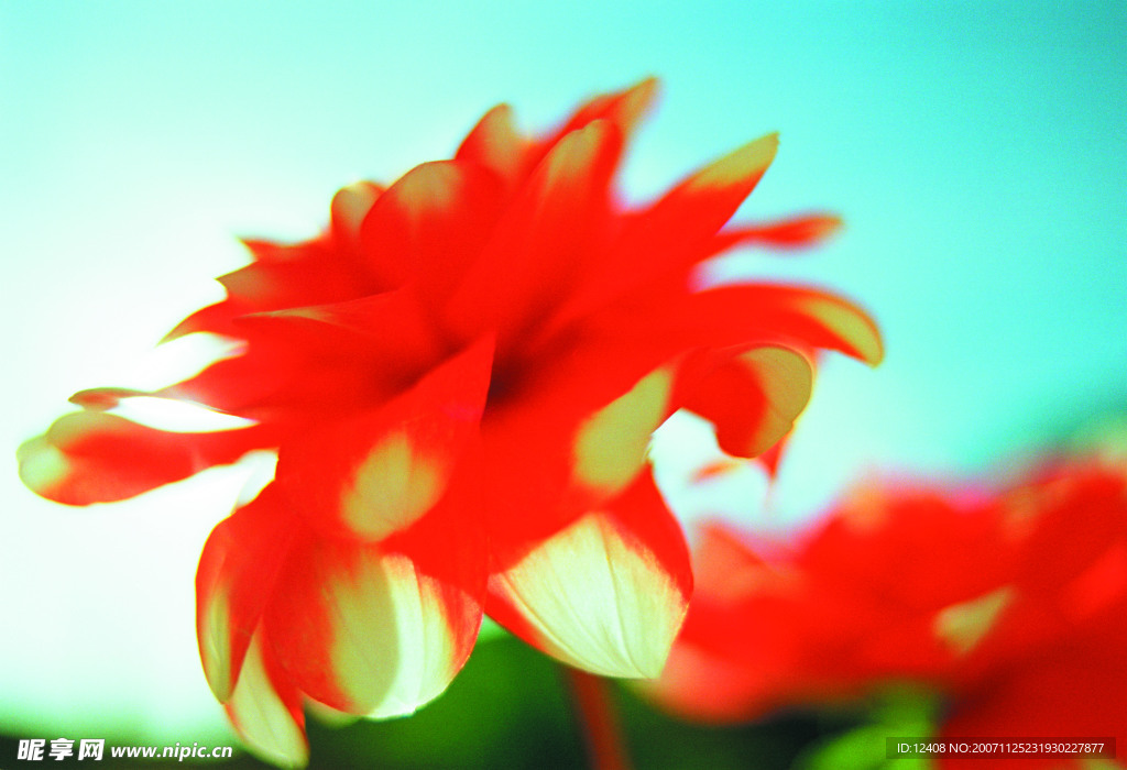 百花争艳
