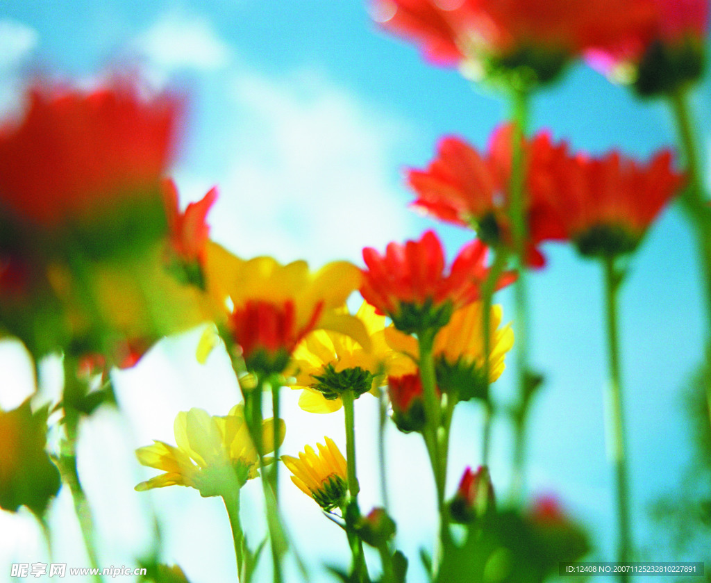 百花争艳