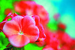 百花争艳