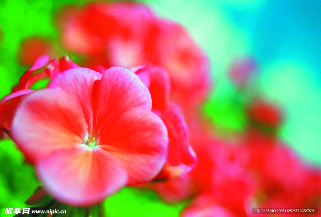 百花争艳