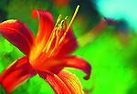 百花争艳