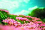 百花争艳