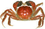 蟹