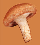 去背蔬菜源文件
