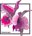 花  素材