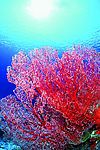 海底大观