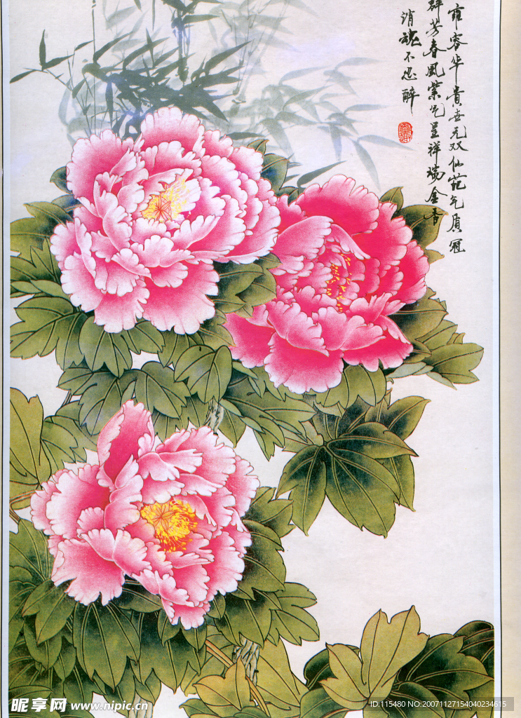 扫描牡丹