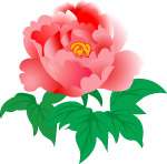 牡丹