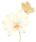 漂亮的花