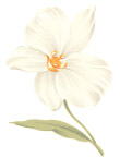 漂亮的花