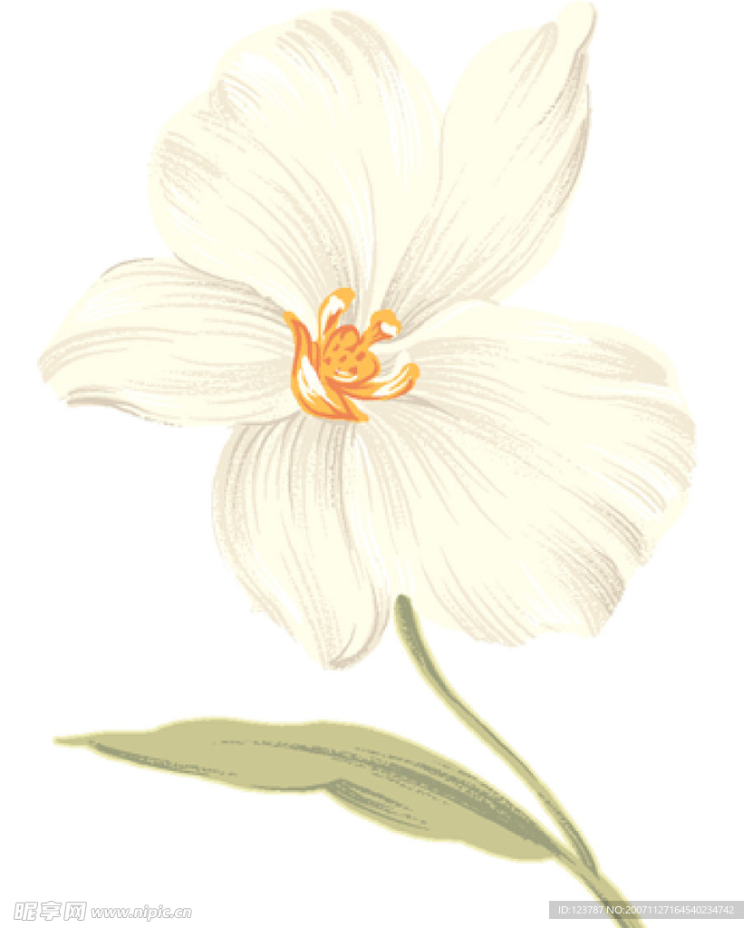 漂亮的花