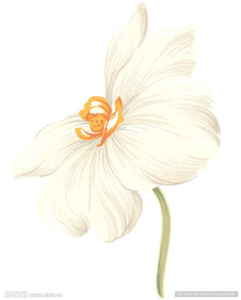 漂亮的花