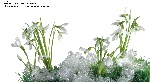 韩国花卉PSD