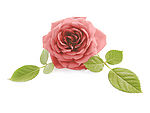 花 rose