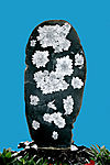 菊花石