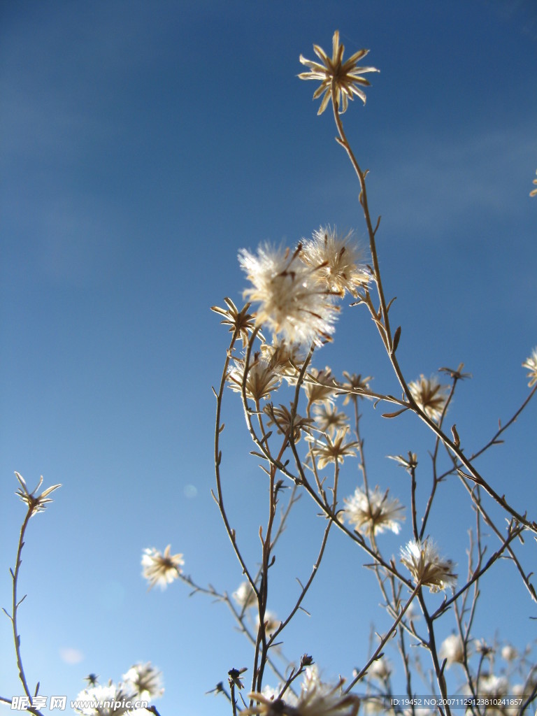 小花