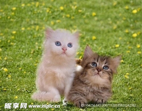 动物小猫