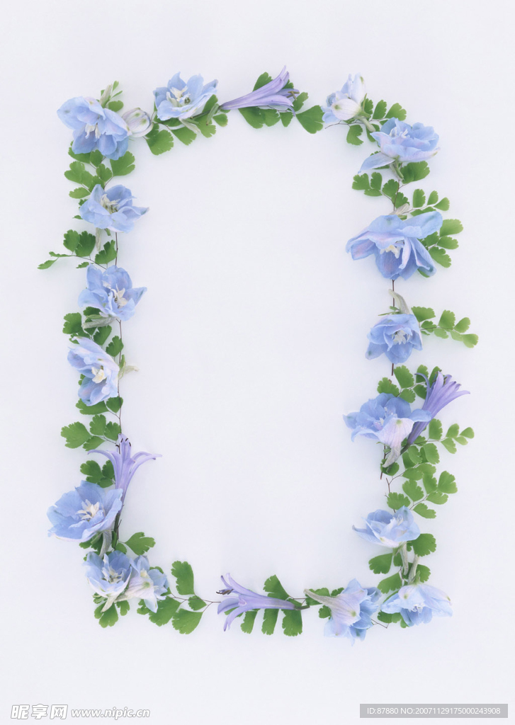 植物花朵边框2