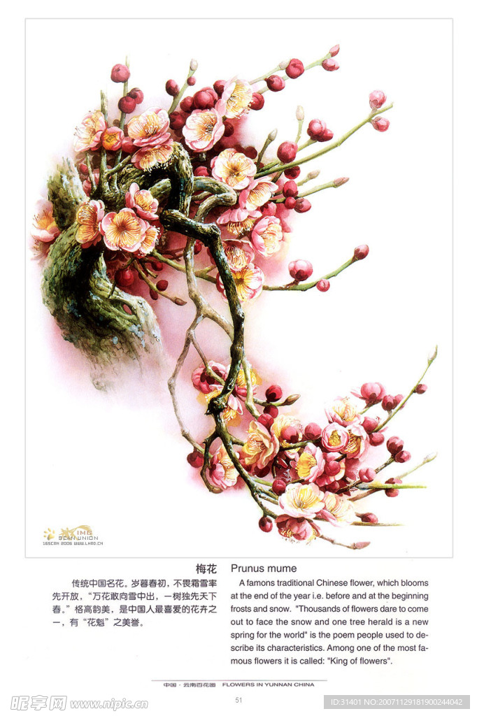 腊梅