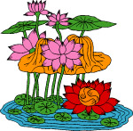 荷花