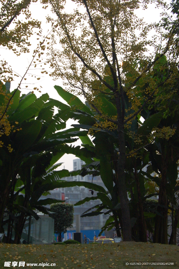 城市芭蕉5