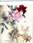 扫描牡丹