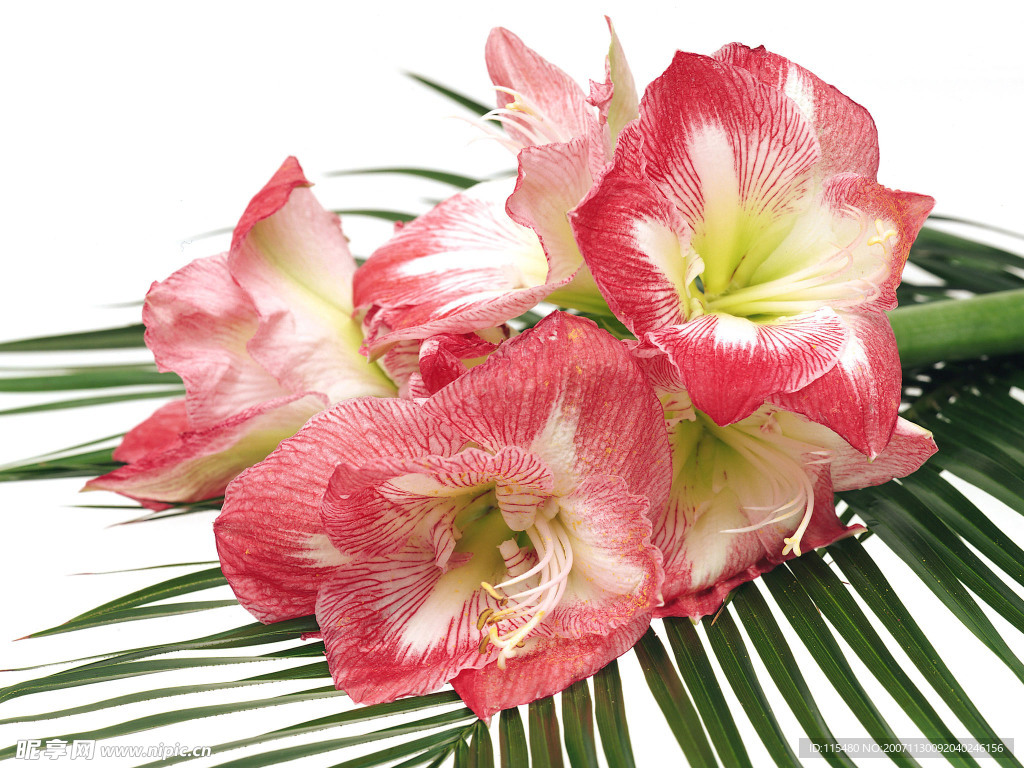 美丽的花！
