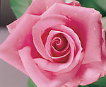 玫瑰花