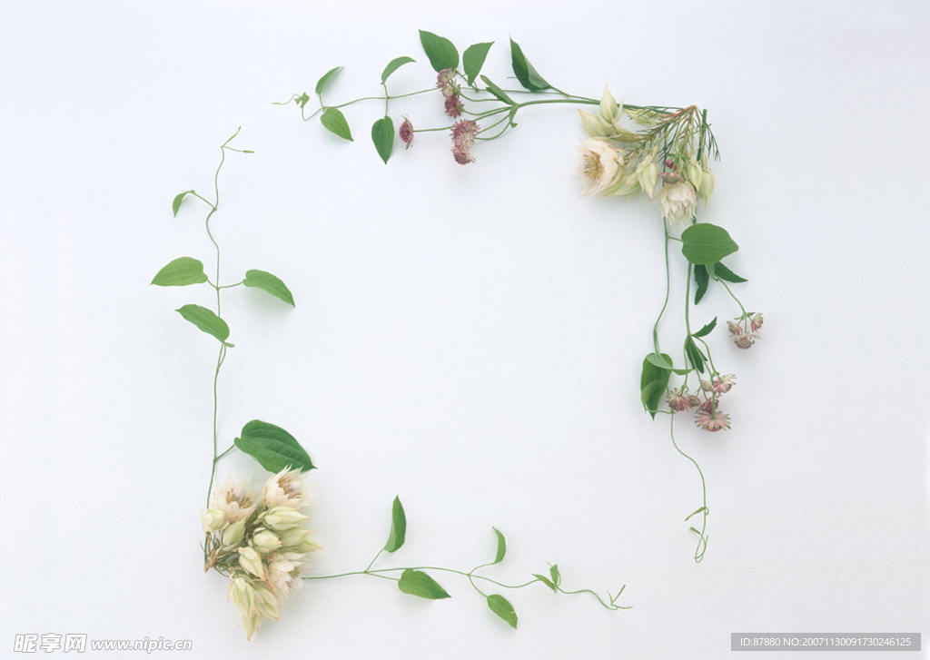 植物花朵边框3
