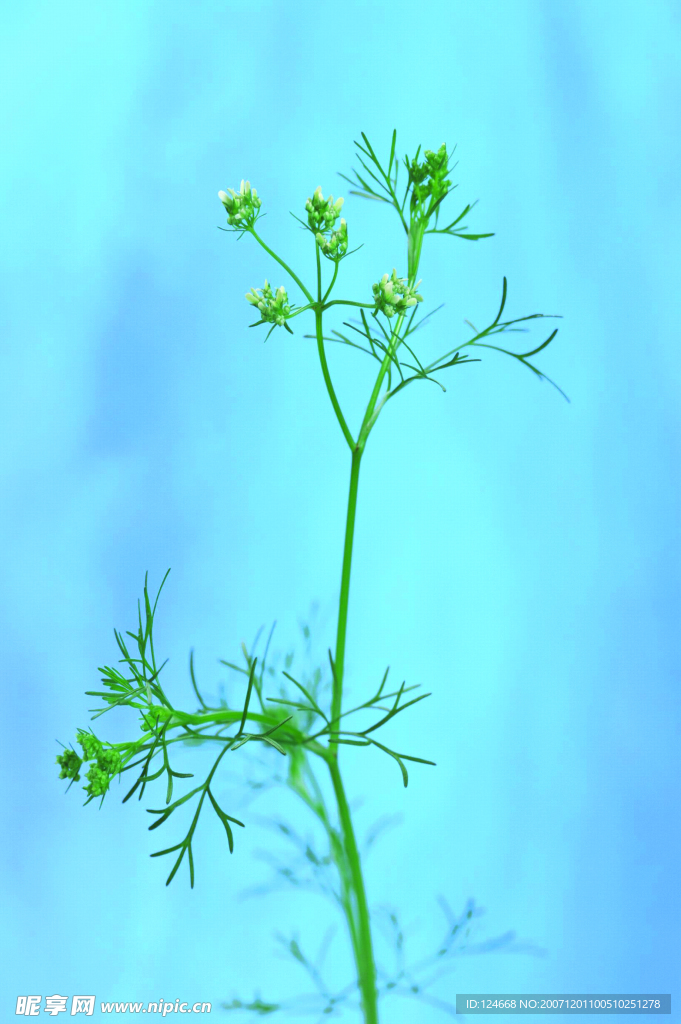 花卉艺术