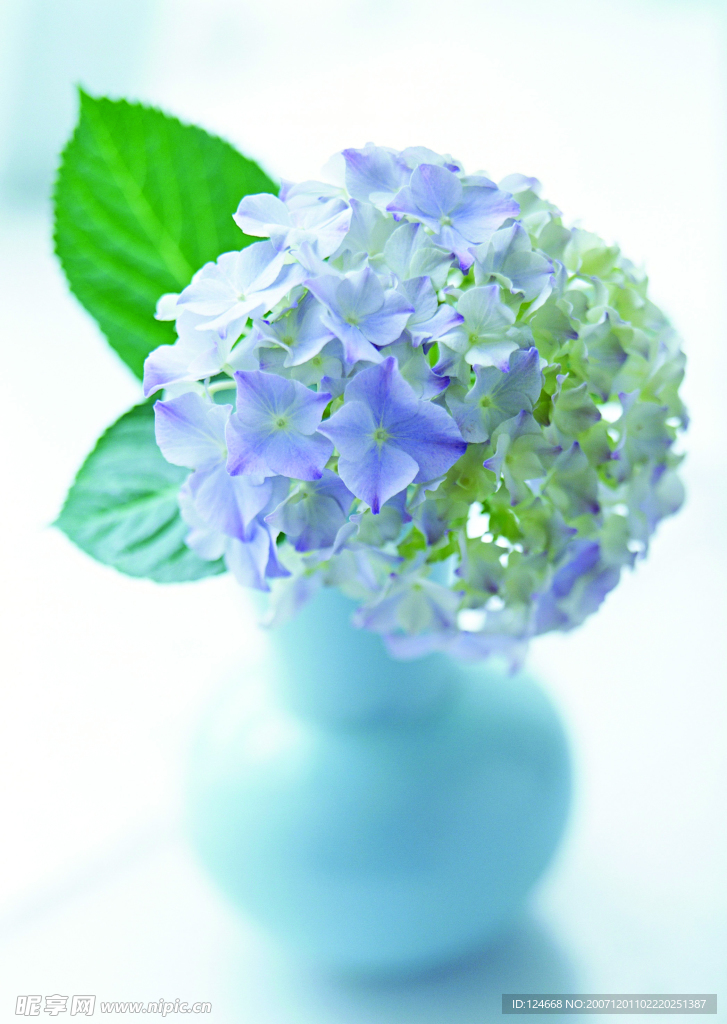 花卉艺术