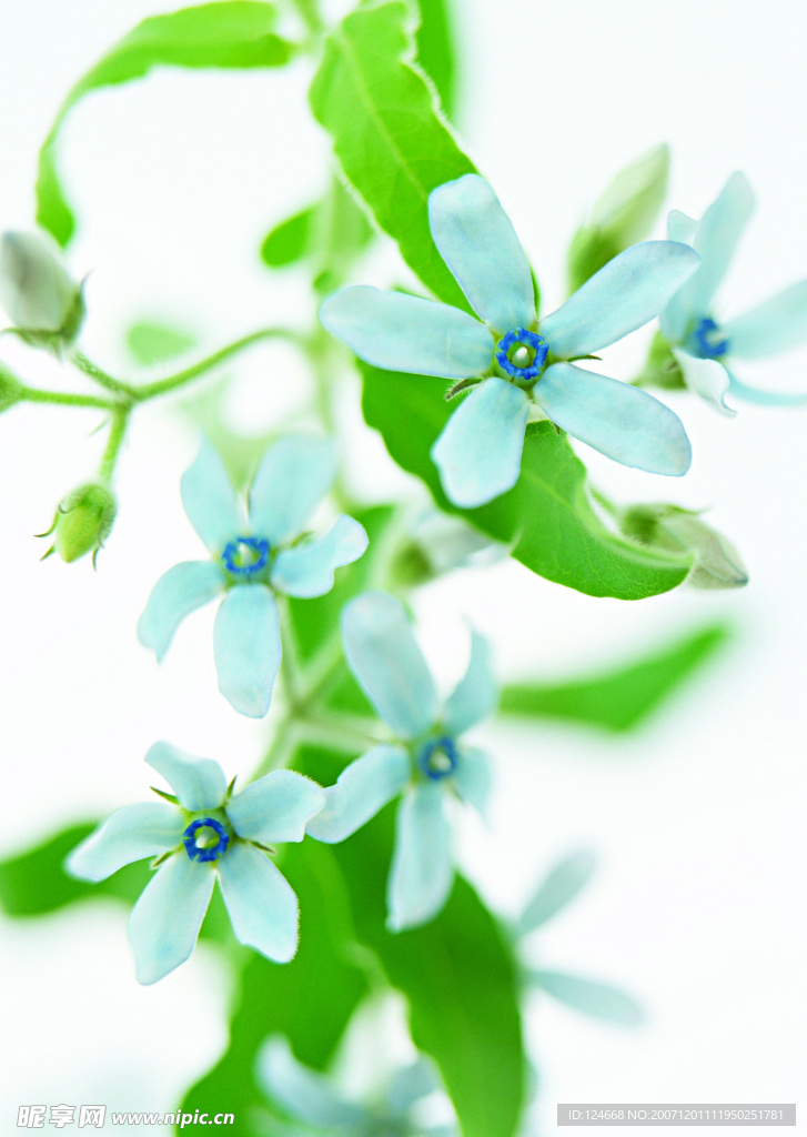 花卉艺术
