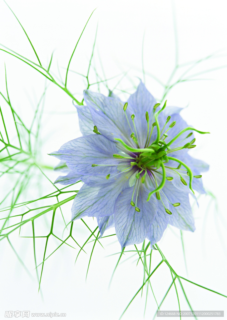花卉艺术