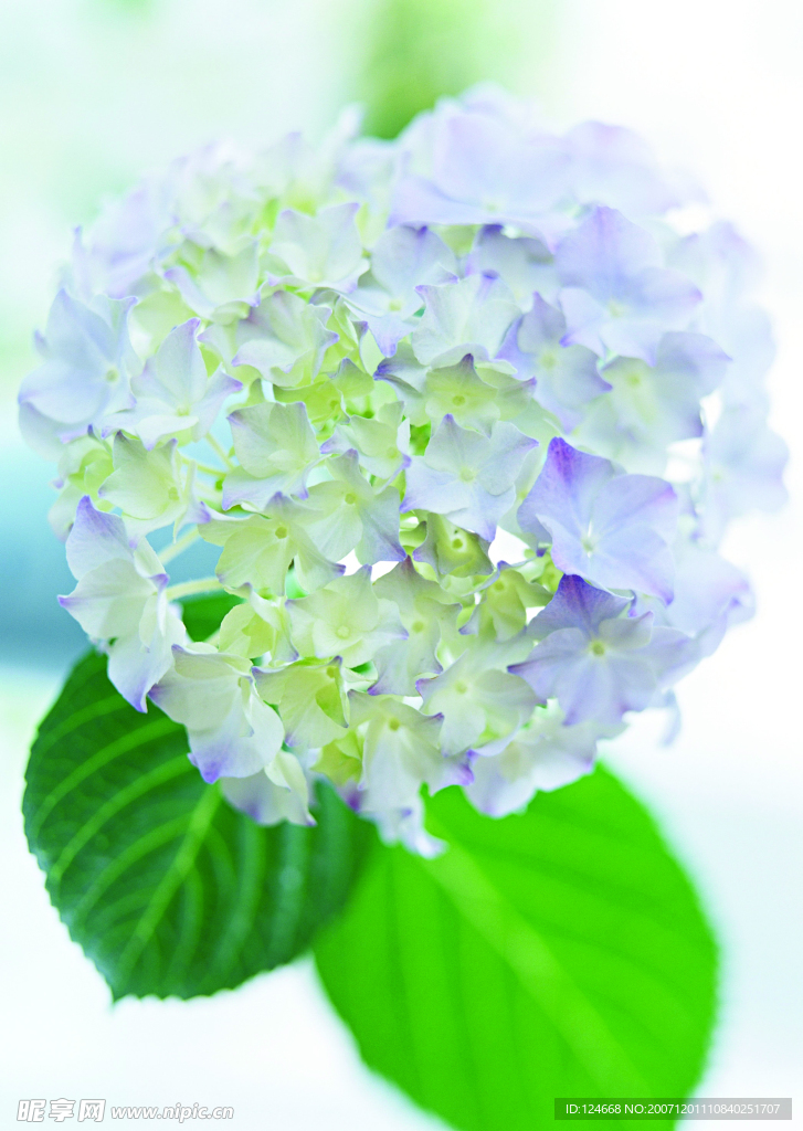 花卉艺术