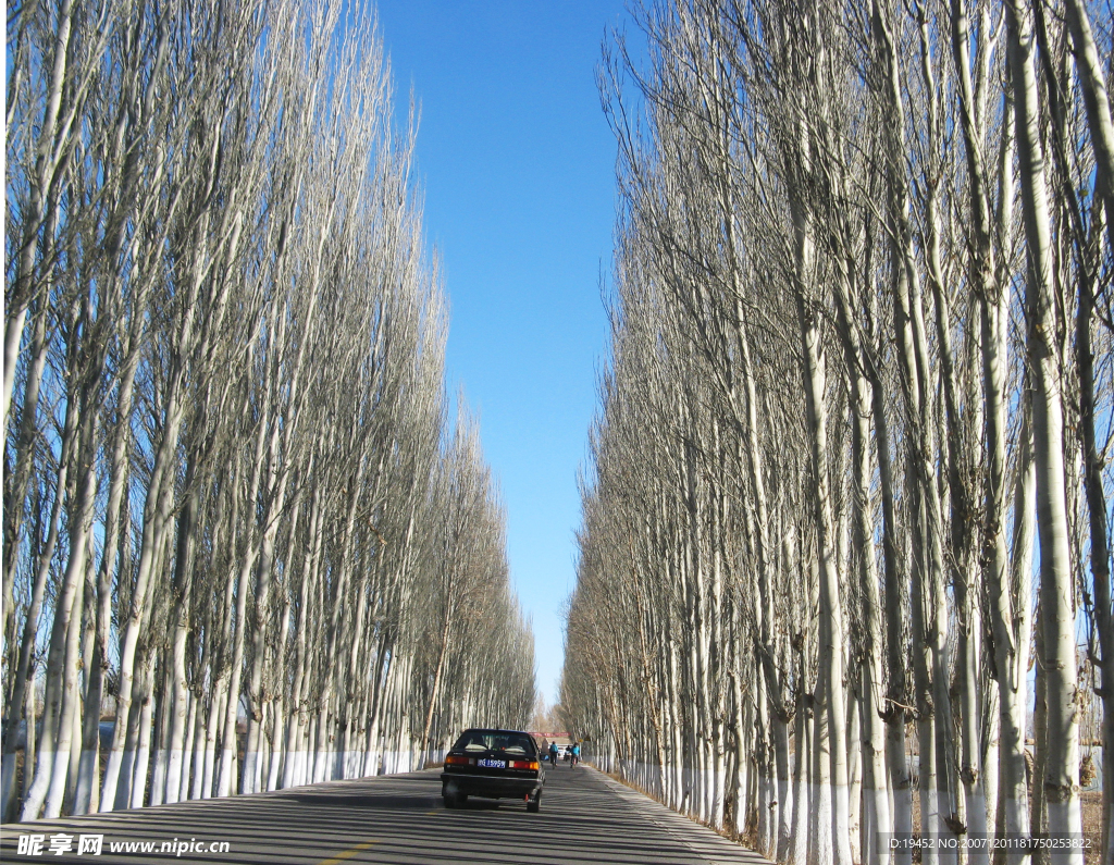 白杨树