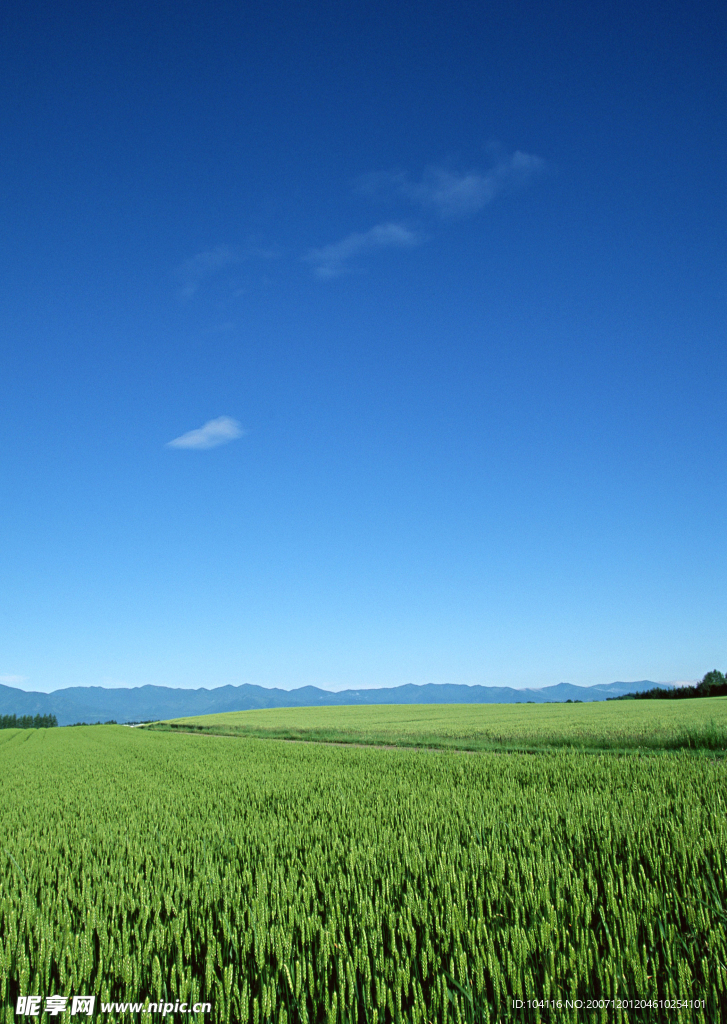 蓝天白云田野大地庄稼(老牛爱吃嫩草上传)