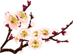 矢量梅花