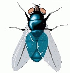 蝉